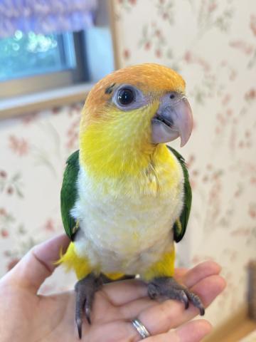 シロハラインコ