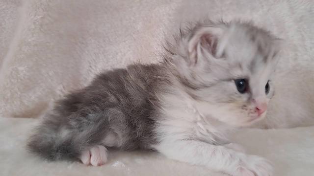 サイベリアンの写真5