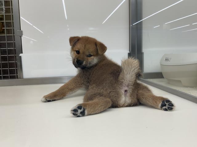 柴犬の写真3