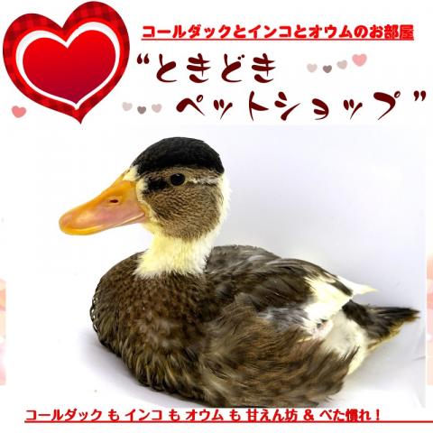 コールダック(手乗り3羽/カモカラー・パイド)の写真2