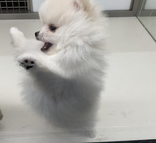 ポメラニアンの写真3