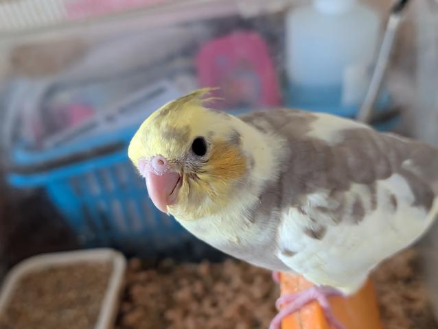 オカメインコPFシナモンパイドの写真3
