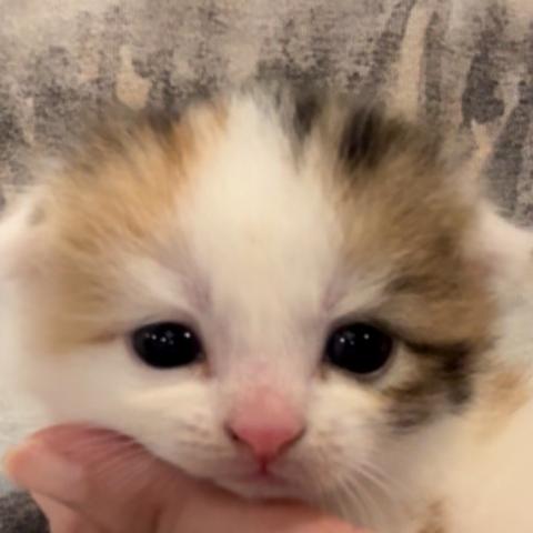 スコティッシュフォールドの写真4