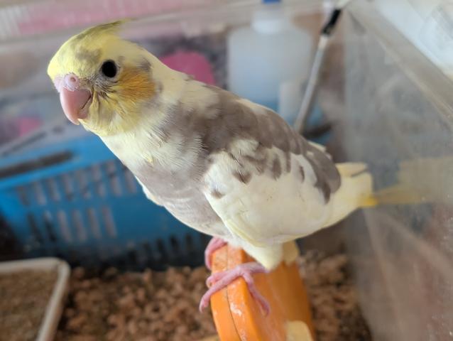 オカメインコPFシナモンパイドの写真2
