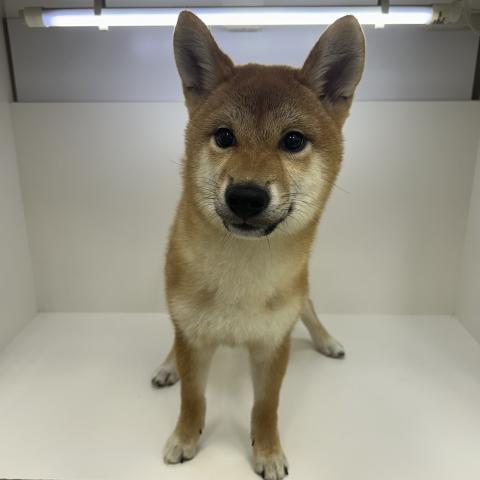 柴犬