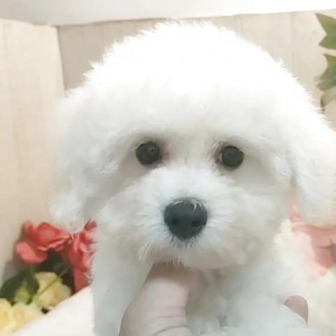ビションフリーゼの写真5