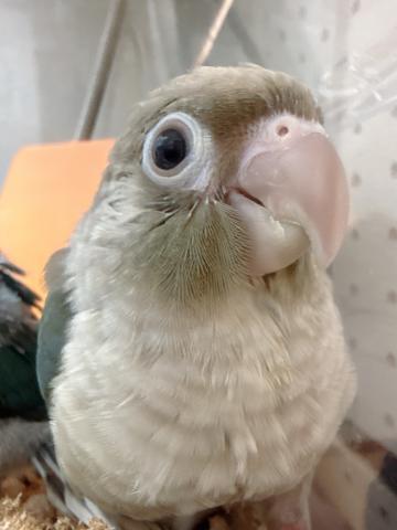 ウロコインコ 43の写真5