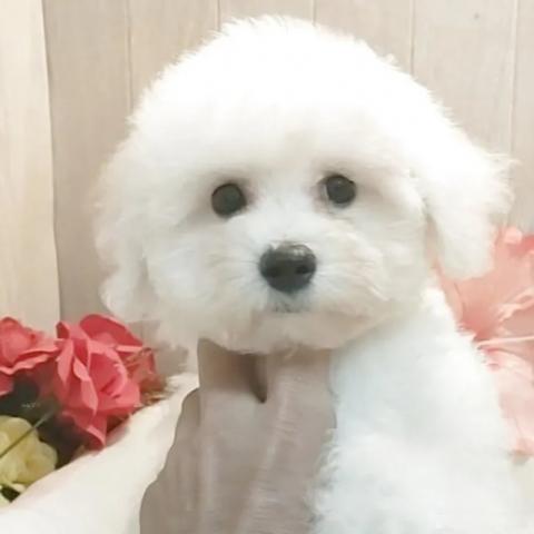 ビションフリーゼの写真2