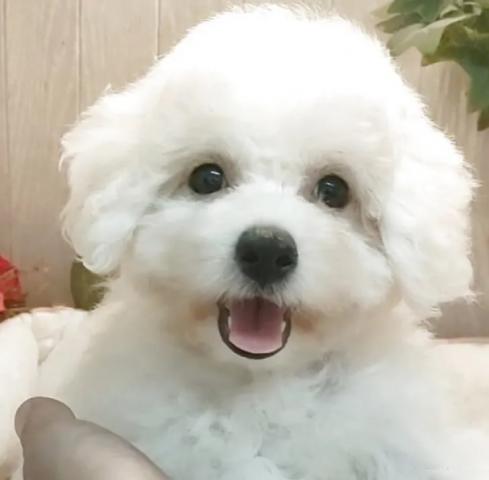 ビションフリーゼの写真3