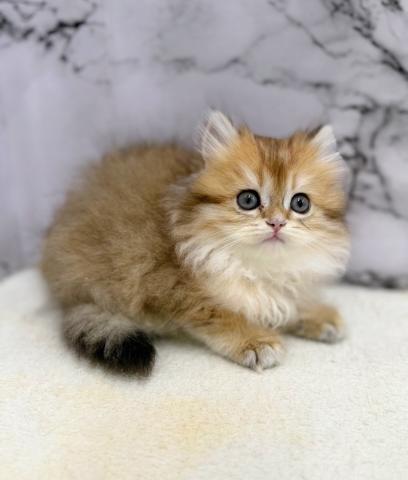 ブリティッシュショートヘア【動画あり】なんと‼️とっても珍しいゴールデンカラーのロングヘアー！この価格はあり得ません‼️気になる方はお早めにの写真4
