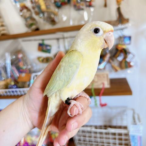 ホオミドリアカオウロコインコ ムーンチーク