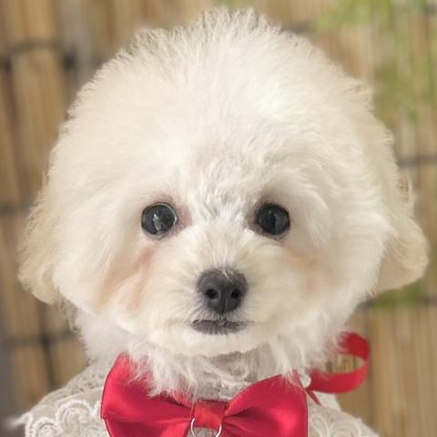 トイプードル
