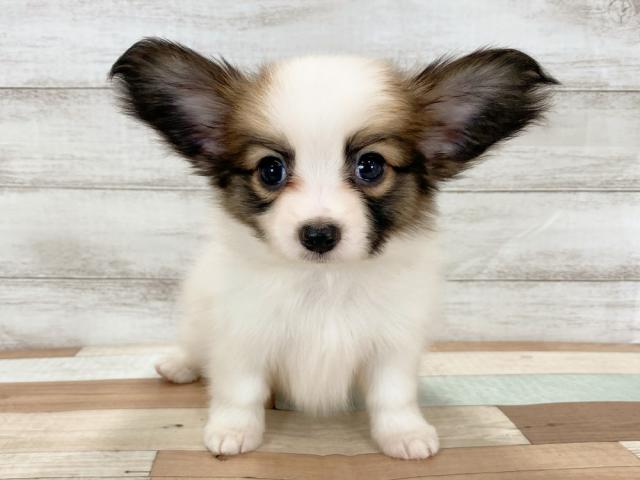 パピヨン