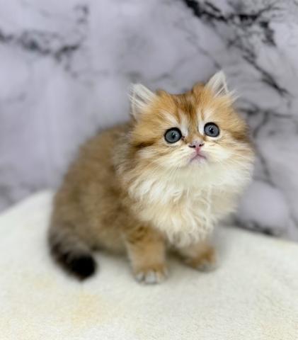 ブリティッシュショートヘア【動画あり】なんと‼️とっても珍しいゴールデンカラーのロングヘアー！この価格はあり得ません‼️気になる方はお早めにの写真3