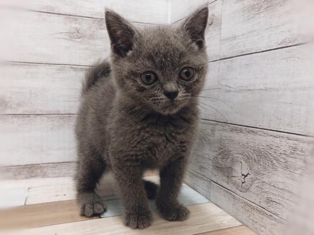 ブリティッシュショートヘア
