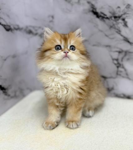 ブリティッシュショートヘア【動画あり】なんと‼️とっても珍しいゴールデンカラーのロングヘアー！この価格はあり得ません‼️気になる方はお早めにの写真5
