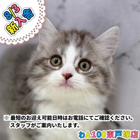 サイベリアン【動画あり】綺麗なハチワレ模様♡アレルギーフリーキャット