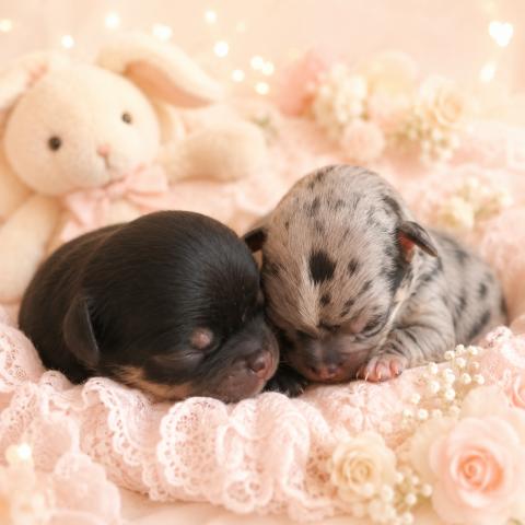 チワワ(スムースコート)まだまだ赤ちゃんです🧸コメント読んでください♡ご予約受け付けております