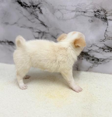 チワワ（ロングコート）【動画あり】つぶらな瞳のチワワちゃん！の写真6