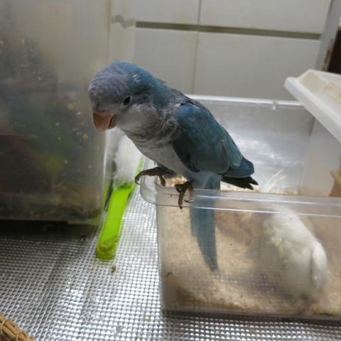 オキナインコ(ブルー)
