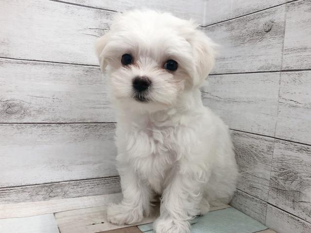 マルチーズ