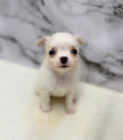 チワワ（ロングコート）【動画あり】つぶらな瞳のチワワちゃん！の写真4