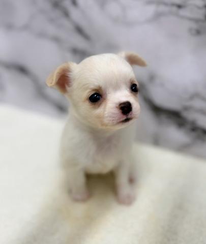 チワワ（ロングコート）【動画あり】つぶらな瞳のチワワちゃん！の写真2