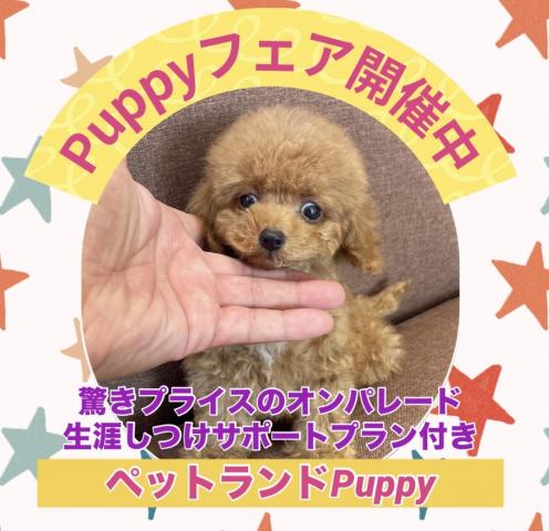 💕ペットランドPuppy💕ブリーダー直販店💕