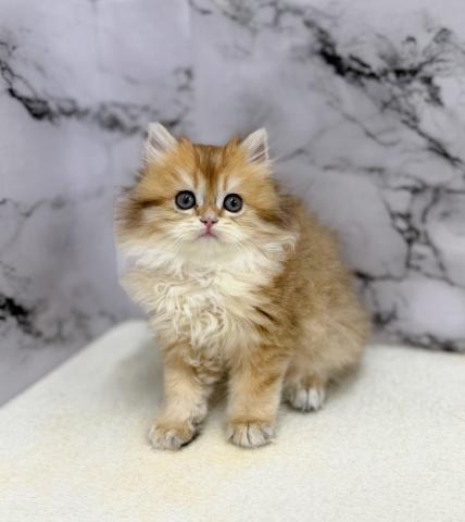 ブリティッシュショートヘア【動画あり】なんと‼️とっても珍しいゴールデンカラーのロングヘアー！この価格はあり得ません‼️気になる方はお早めにの写真6