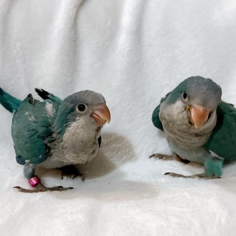 オキナインコ ブルー