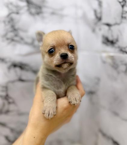 MIXチワワ×ポメラニアン【動画あり】甘えん坊くん!チビサイズのチワポメ♡の写真4