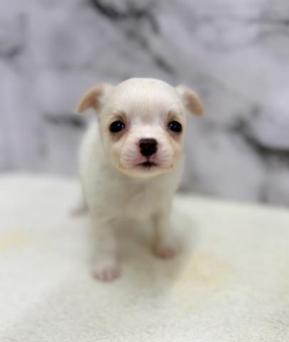 チワワ（ロングコート）【動画あり】つぶらな瞳のチワワちゃん！の写真5