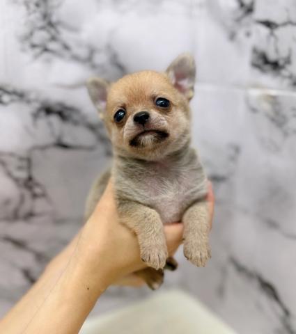 MIXチワワ×ポメラニアン【動画あり】甘えん坊くん!チビサイズのチワポメ♡の写真3