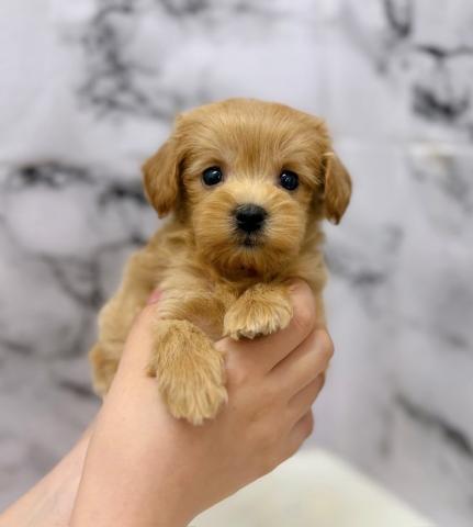 MIXトイプードル×マルチーズ299-02【動画あり】人気ミックス！激カワ♡プーマルくん兄弟の写真2