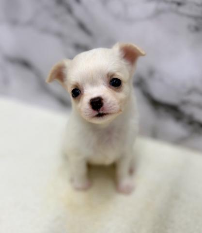 チワワ（ロングコート）【動画あり】つぶらな瞳のチワワちゃん！の写真3