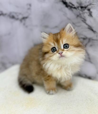 ブリティッシュショートヘア【動画あり】なんと‼️とっても珍しいゴールデンカラーのロングヘアー！この価格はあり得ません‼️気になる方はお早めにの写真2