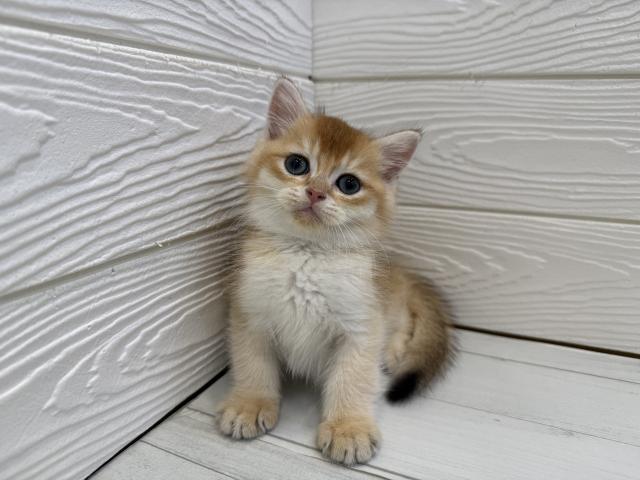 ブリティッシュショートヘア