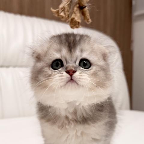 スコティッシュフォールドの写真2