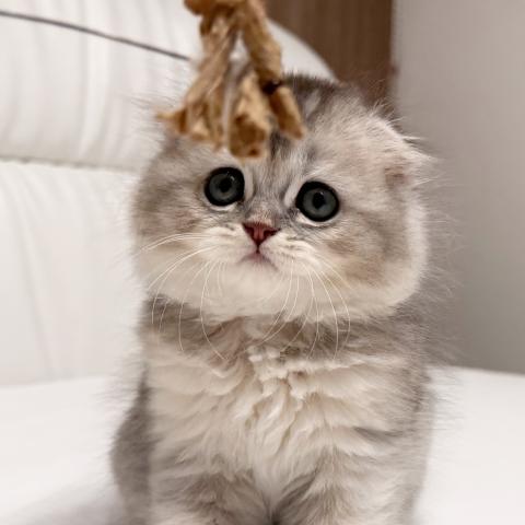 スコティッシュフォールドの写真3
