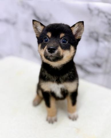 MIXポメラニアン×柴犬【8/30お写真、動画更新!】だいぶ柴寄りの凛々しい顔立ちになってきました!元気いっぱいごはん大好きっこです!の写真4