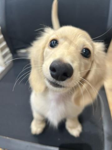 ミニチュアダックスフンド