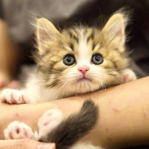 サイベリアンの写真5
