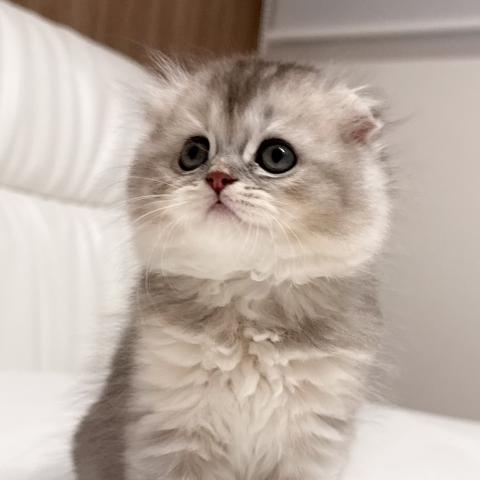 スコティッシュフォールドの写真5