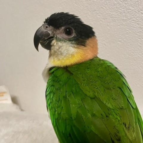 ズグロシロハラインコの写真4