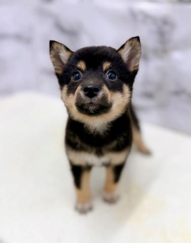MIXポメラニアン×柴犬【8/30お写真、動画更新!】だいぶ柴寄りの凛々しい顔立ちになってきました!元気いっぱいごはん大好きっこです!の写真2