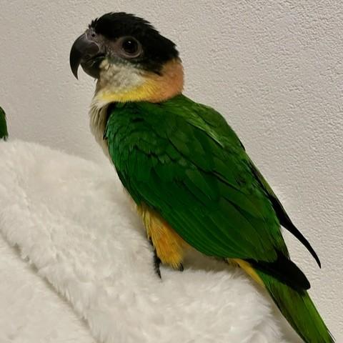 ズグロシロハラインコの写真2