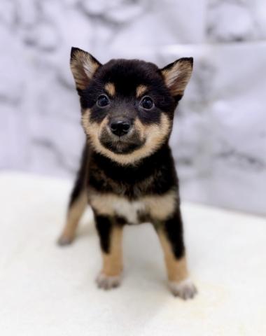 MIXポメラニアン×柴犬【8/30お写真、動画更新!】だいぶ柴寄りの凛々しい顔立ちになってきました!元気いっぱいごはん大好きっこです!の写真5