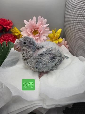 オキナインコ
