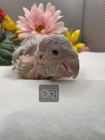 オキナインコ