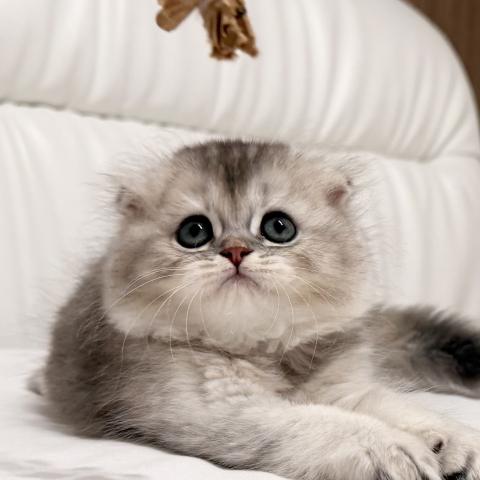 スコティッシュフォールドの写真4